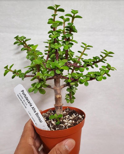 Green Afra Portulacaria